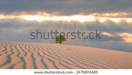 Similar – Image, Stock Photo A lone tree on the hillside survived the last storm