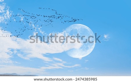 Similar – Seagulls hunting and flying over water