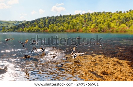 Similar – Image, Stock Photo waving reed