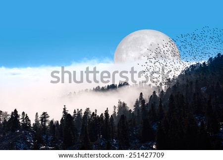 Misty beech forest on the mountain against moon \
