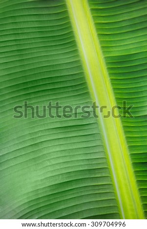 Abstract banana leaf pattern background