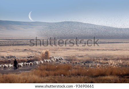 a herd of goats and a lot of birds seen from below, against  moon