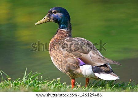 Duck by pond