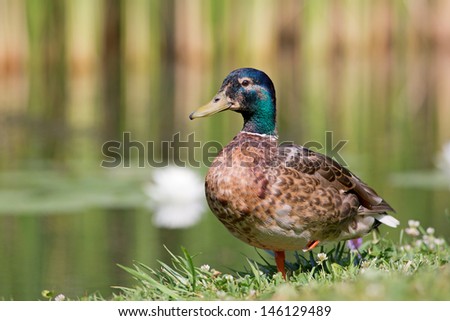 Duck by pond