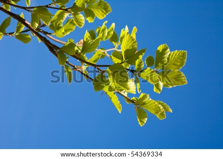 Leafs of tree on the blue sky background