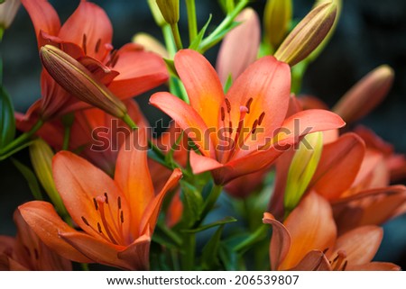 Closeup shot of red tiger lily on black background