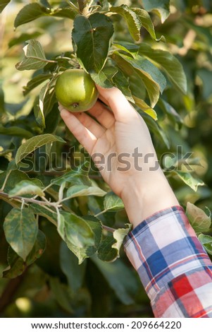 Closeup photo of women hand picking green apple from branch