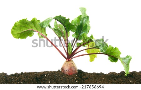 Harvesting. A beet in the earth, on a white background.