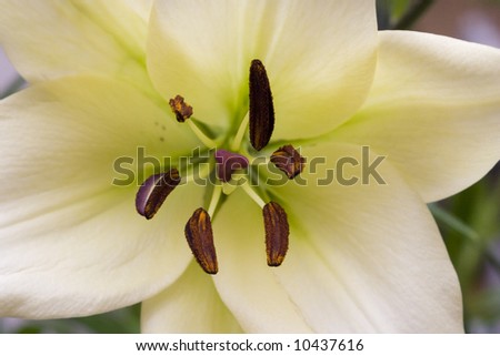 Macro close-up of Madonna lily flower