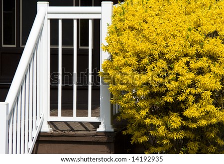 White porch and yellow blossoming bush