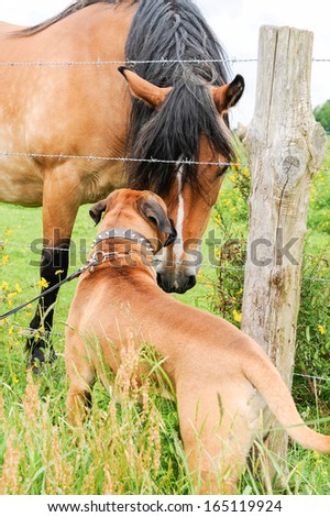 Purebred boxer dog on a leash making friends with a horse in the countryside