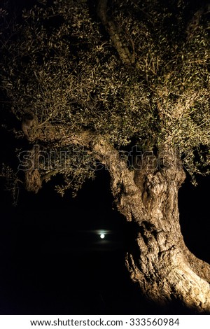 Similar – Image, Stock Photo lit tree at night in autumn