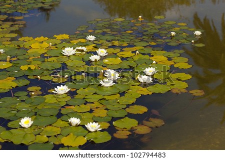 The term applies lily, in general, aquatic plants with flowers that grow in lakes, ponds, pools
