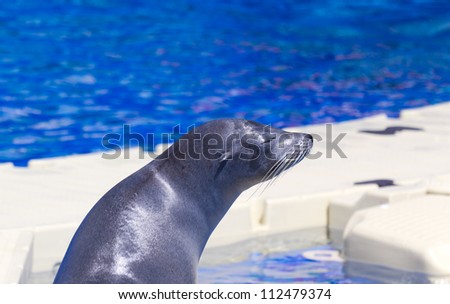The otarinos or otarÃ?Â­inos (Sea lion) are a subfamily of marine mammals known as sea lions or seals