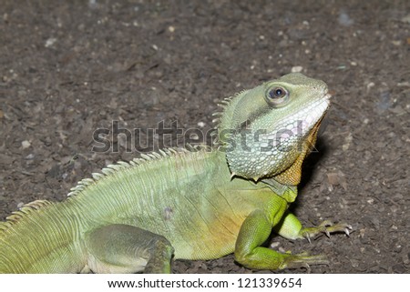 Iguana is a genus of reptiles scaly family Iguanidae native tropics of Central