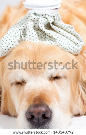 Dog with a bag of cold water on his head