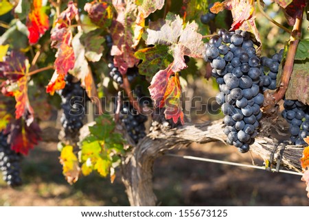 Vines in autumn about to be harvested