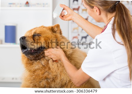 Veterinary hearing performing cleaning a dog Chow Chow