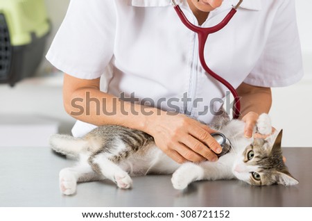 Veterinary performing auscultation a sick kitten in the clinic
