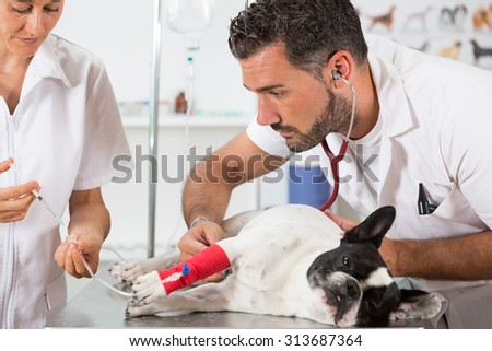 Placing a couple of vets via a French bulldog in clinical