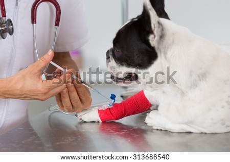Veterinary placing a catheter via a French bulldog in the clinic