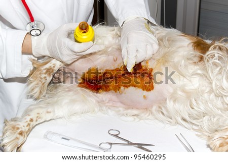 Wound cleansing operation of a dog into the abdomen
