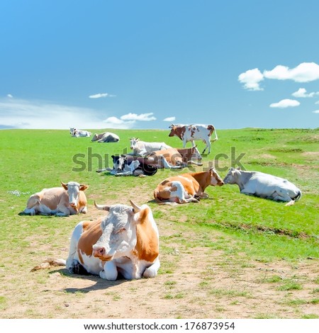 A herd of cows lying on a meadow in the background of blue sky