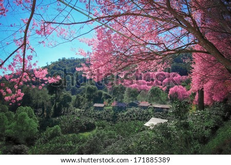 Cherry Blossom Pathway with Coffee trees
