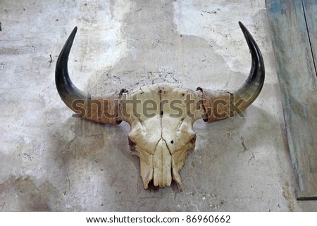 Bull skull on old wall