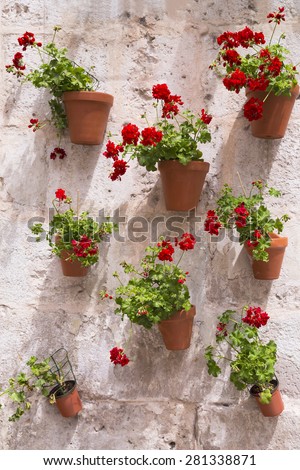 geranium red flowers in pot on brick wall typical of Spain