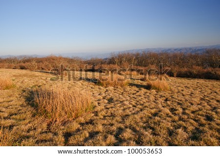 Grass on Gregory Bald in the Great Smoky Mountains