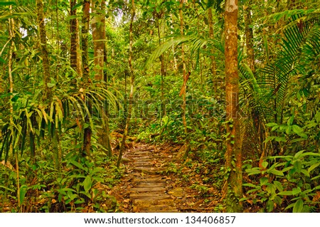 Trail near the Napo River in the Amazon Rain Forest