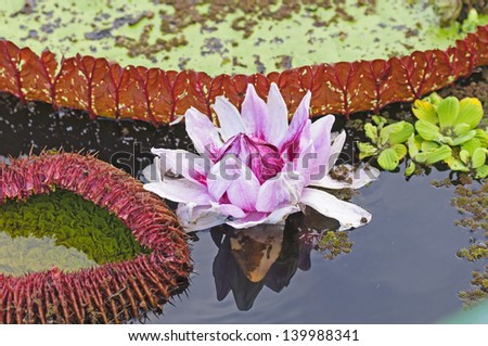 Giant water lily in the Peruvian amazon basin