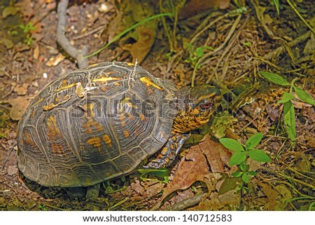 Box Turtle in Shawnee National Forest in Illinois