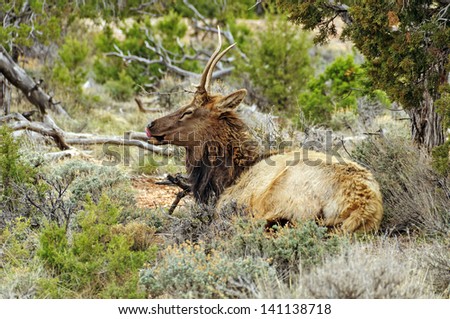 American Elk Near the South Rim of the Grand Canyon