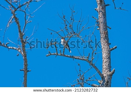 An Eastern Kingbird In a Scraggly Tree in the Seney National Wildlife Refuge in Michigan Stock foto © 