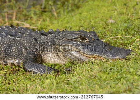 American Alligator in Shark Valley in the Everglades in Florida