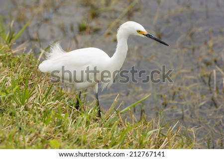 Snowy Egret in Shark Valley of the Everglades in Florida