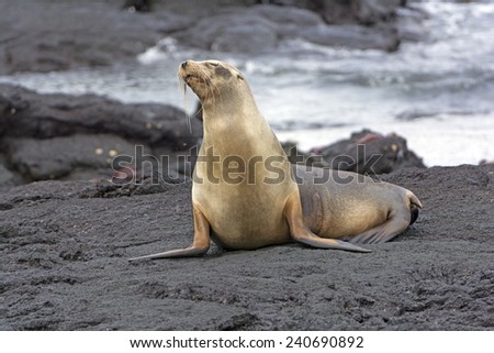 Galapagos Sea LIon on a Lava Bed on Fernandina Island