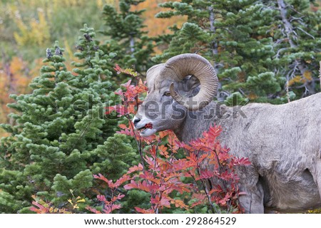 Bighorn Sheep Eating Berries in the Fall in Glacier National Park in Montana
