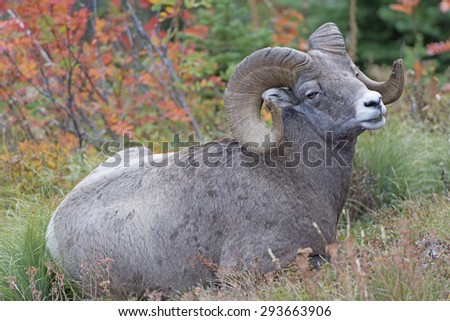 Full Curl Ram in the Wilds of Glacier National Park in Montana