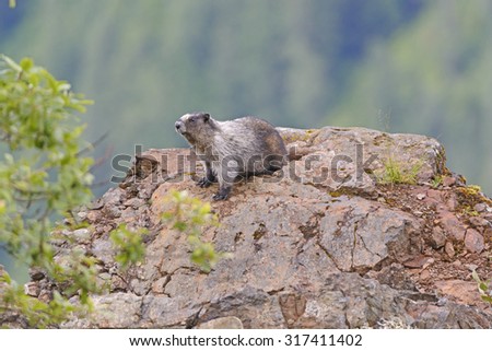 Hoary Marmot on a Mountain Outcrop in the Coastal Range of British Columbia