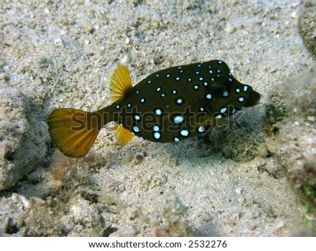 As its name implies, the boxfish is a box shaped fish, it is found in the shallower parts of the reef. It is able to secrete poison from it\'s skin.