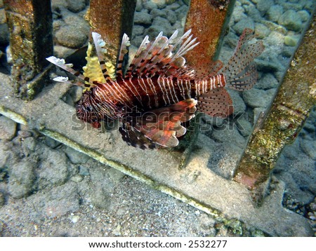 The Lionfish, also know as the turkey fish, dragon fish and scorpion fish.