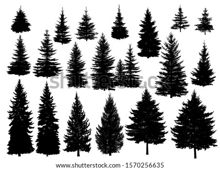 Set of silhouettes of pine trees or fir trees. ストックフォト © 