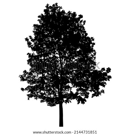 Silhouette of deciduous tree on white background.