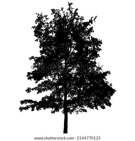 Silhouette of deciduous tree on white background.