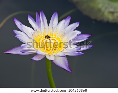 Bee in Purple water lily