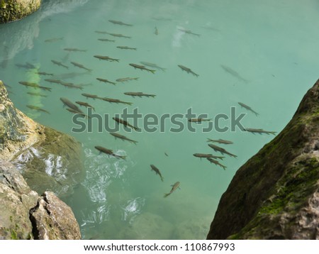 Swimming fish in natural creek