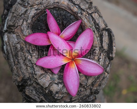 Petal of pink plumeria or templetree on timber